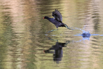 Common Gallinule running on water, Venice Rookery, Florida