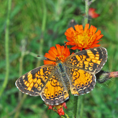 A northern crescent butterfly feeding on orange hawkweed.