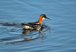 Red-necked Phalarope