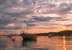 Feeding Frenzy - Pepperrell Cove