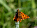Large Skipper