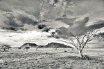 Tree Shaba Kenya