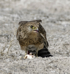 Rock Kestrel eating Agama eggs