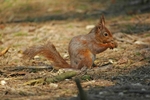Red Squirrel