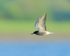 Black Tern in flight, Farmoor Reservoir