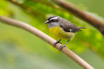 Bananaquit portfolio