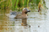 Garganey (male) entangled with weed, Stratfield Brake, Oxfordshire