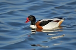 Shelduck