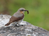Wheatear (female) with caterpillar on the Isle of Skye