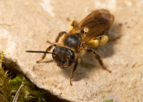 A female with pollen load. Warwickshire, May 2012.