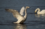 Whooper Swan