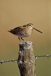Snipe