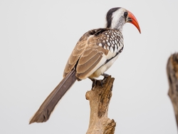 Red Billed Hornbill