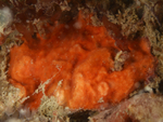 Escharoides coccinea