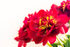 Red Peonies - DSC_4640