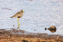 Bird Wattled Lapwing