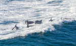 Dolphins in Wave 4