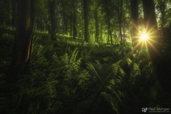 Woodland Star