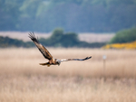 Marsh Harrier