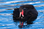 Black Swan Preening. 0A3A0724