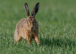 Brown Hares
