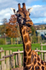 Giraffe - 7264
