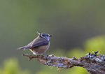 Crested Tit