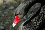 Black snake neck