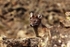 Arctic Fox 3273
