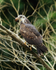 Snail Kite with snail, Panama