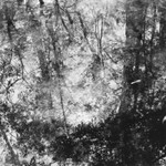 Corkscrew Swamp Sanctuary 2006