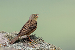 Ortolan Bunting