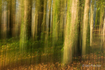 Woodland ICM Abstract