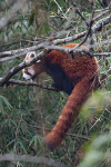 Red Panda