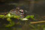 Common Frog - Rana temporaria RPNP0050