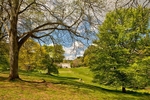 Cockington Court through the trees