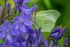 Butterfly at Birr Gardens in Ireland