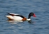 Shelduck