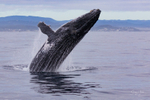 0A3A6120. Breach in Glassy Water 3