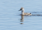 Avocet