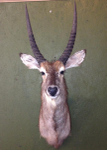 RENICK-WATERBUCK