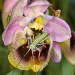 Sawfly Ophrys (Ophrys tenthredinifera)