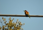 European Bee-eater