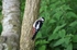 Great Spotted Woodpecker