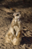 Meerkat - 0793