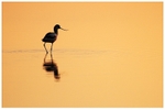 Avocet at Sunrise