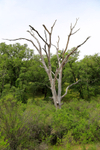 Ghost tree