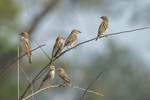 Red-billed Quelea