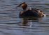 Great Crested Grebe chicks(Humbugs)