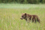 Brown Bear cub in rain, Silver Salmon Creek, Alaska